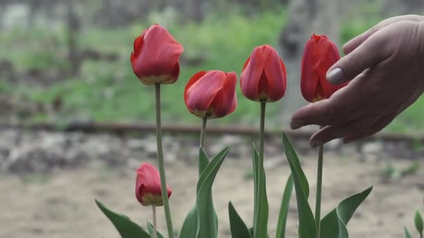 春には赤いチューリップ女性の手は花に触れる — ストック動画