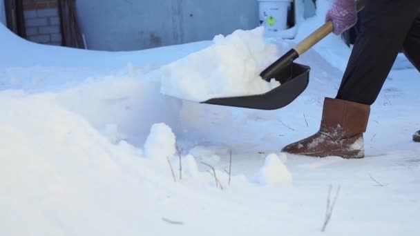 用铲子铲雪。 一个女人用铁锹从落雪中清理小路 — 图库视频影像