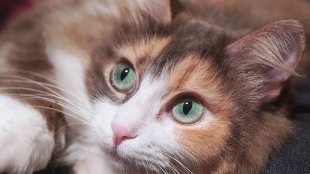 Yakından çekilmiş bir kedi portresi. Ev sahibesinin kucağında sevimli bir evcil hayvan.. — Stok video
