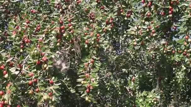 Jujube фрукты или обезьяна яблоко Ziziphus Маврикия свежие с деревьев Органические фрукты — стоковое видео