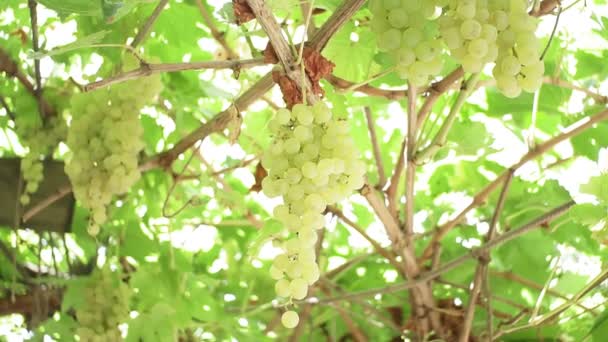 白ブドウのクローズアップ。果汁とワイン用のオーガニックフルーツを栽培しています収穫の田舎の美しい農場ブドウ畑. — ストック動画