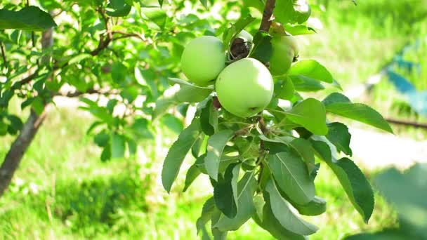 Maçãs verdes em um ramo de árvore. frutas orgânicas saudáveis. crescendo no jardim — Vídeo de Stock