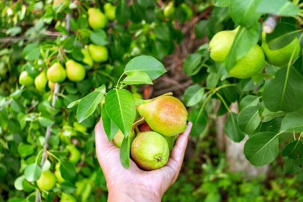 Ripe pears harvesting in the garden. farmer's hand holding pears on the background of fruit trees. selective focus — Stock Photo, Image