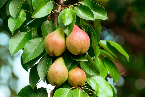 Pere succose mature primo piano su rami di albero. raccogliere frutta biologica in giardino — Foto Stock