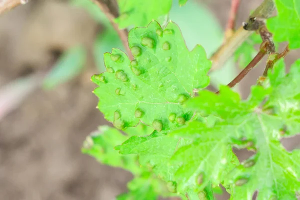 Ziekten van druivenbladeren Eriophyes colomerus vitis. Ziekelijk wijnstokblad — Stockfoto