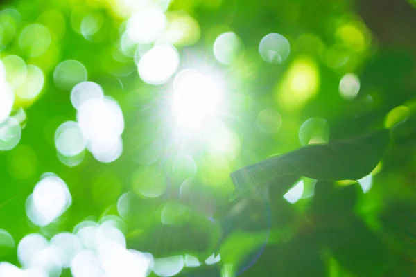 Fundo verde natural com foco seletivo. sol brilhante, primavera, verão — Fotografia de Stock