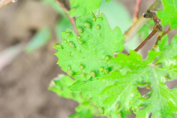 Diseases of grape leaves Eriophyes colomerus vitis. Sick vine leaf — Stock Image Diseases of grape leaves Eriophyes colomerus vitis. Sick vine leaf Stock Image