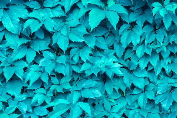 植物の葉のテクスチャの背景カラー2020トレンドミント、デザイナーのために。抽象化 — ストック写真