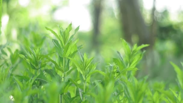 Mint on a natural summer background. grown on the field and is ready for processing and consumption. — Stok video