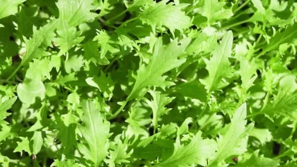 Arugula lettuce leaves close-up. growing healthy organic plants background — 图库视频影像