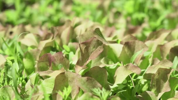 Lettuce close up growing plants — Stockvideo