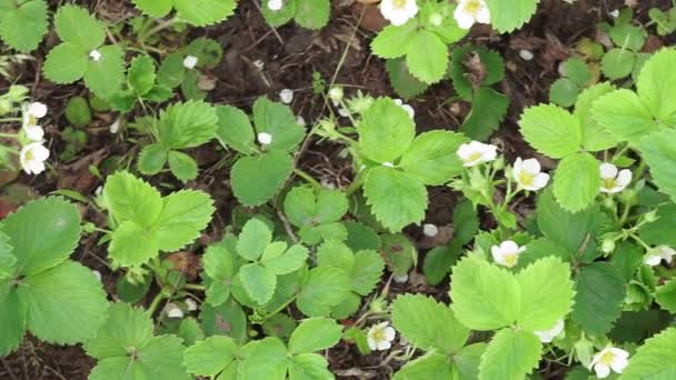 La fresa florece en el jardín. Arbustos con flores blancas, hojas verdes. Primavera y florecimiento — Vídeos de Stock