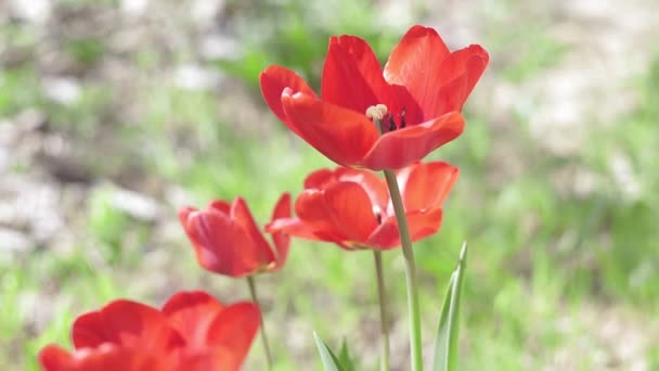 春の赤いチューリップ畑の植物の背景を閉じます。自然の花の美しさのコンセプト — ストック動画