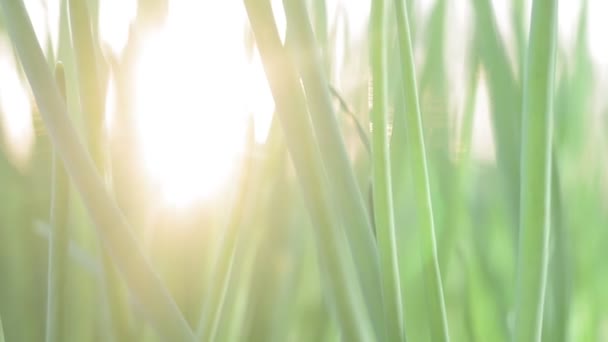 Καλλιέργεια κρεμμυδιού το ηλιοβασίλεμα. φύση, καλλιέργεια κηπευτικών στο αγρόκτημα — Αρχείο Βίντεο