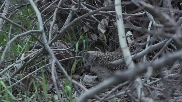 Hedgehog hiding in the branches. Urchin animals in their natural environment. — Stock Video