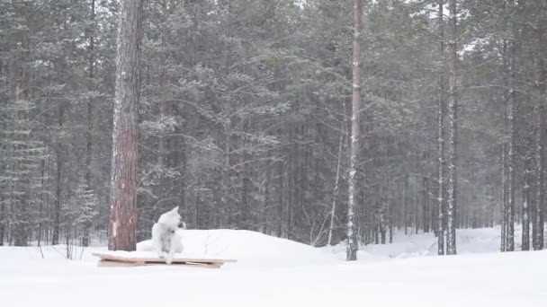 Heavy snowfall in the forest. A lot of heavy snow falls on the branches of pine trees in the winter. dog lying in the snow, winter Siberia — Stockvideo