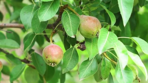 Las peras sobre el árbol el primer plano en el jardín — Vídeo de stock
