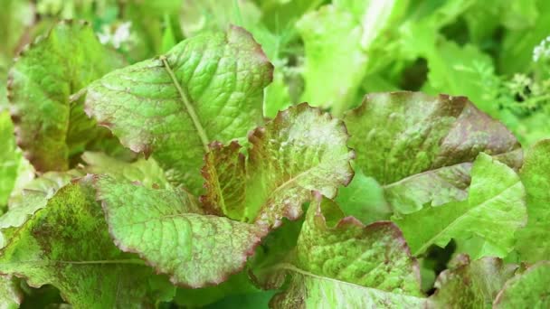 Texture of leaves of juicy lettuce close-up. Agriculture. Plantation. Salad. dish food fresh — Stock Video