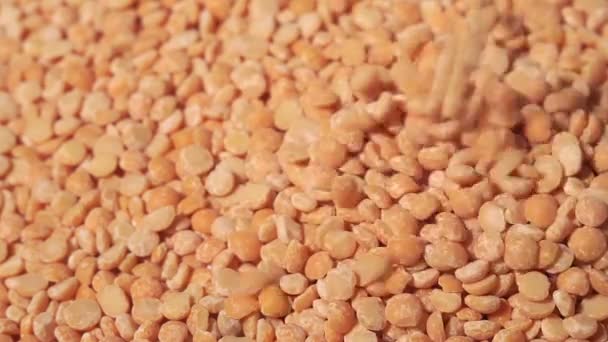 Dry yellow peas close-up falling. Closeup. Food video. Raw cereal falling — Stockvideo