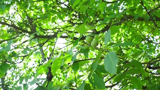 Green walnut on tree branches — Stock Video