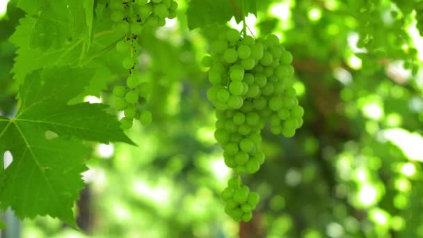 Ripe bunches of white wine grapes winery. Green leaves, authentic rural vineyard — Wideo stockowe