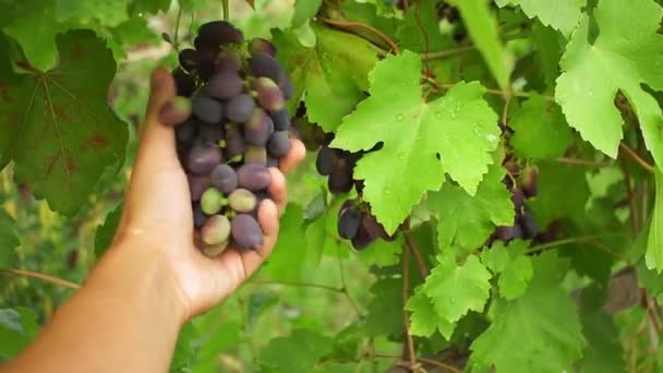 Ripe grapes in the vineyard. the farmers hand checks the ripeness of the grapes. growing organic fruit for wine and juice — 图库视频影像