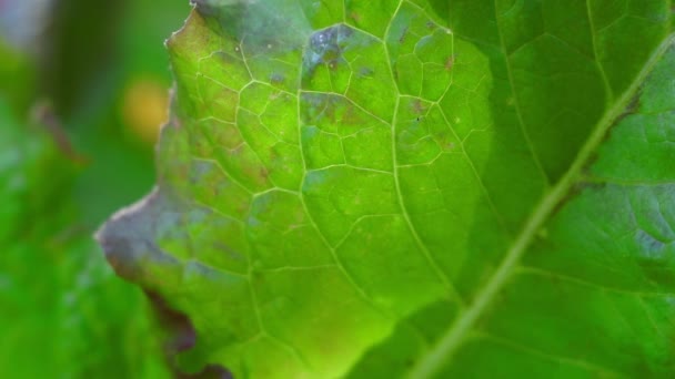 Folha de alface verde close-up macro. crescente alface, fundo natural — Vídeo de Stock