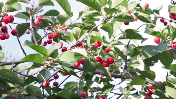 Cereza fresca en rama en temporada de verano. Cerezas colgando de una rama de cerezo. Cerezas rojas orgánicas en una rama de cerezo — Vídeo de stock