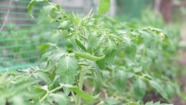 Φύλλα του φυτού με ντομάτες που καλλιεργούνται — Αρχείο Βίντεο