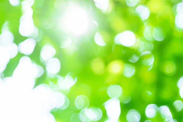 Abstrato ensolarado verde natural verão primavera fundo foco seletivo — Fotografia de Stock
