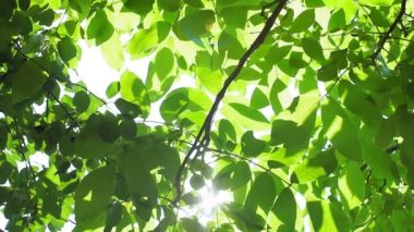 Güneş ışınları yazın ceviz ağacının yeşil yapraklarında parlar..