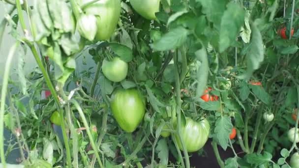 Junge Tomaten und grüne Gemüsepflanzen, die im Frühling auf Sonnenlicht wachsen. kleine und frische Pflanzen. Biolebensmittel herstellen. — Stockvideo