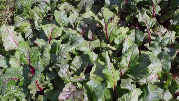 Hojas de remolacha verde, fondo, cultivo de verduras ecológicas . — Vídeos de Stock