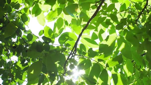 Sluneční paprsky Svítit přes zelené listí ořechového stromu v létě. — Stock video