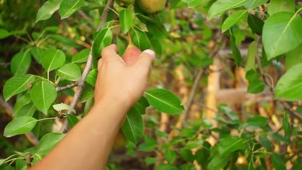 A farmerek keze körtét gyűjt. szerves gyümölcsöt szed le egy fáról — Stock videók