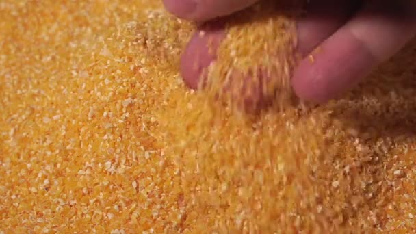 Grãos de milho close-up para cozinhar mingau padrão de textura de alimentos imagens de perto — Vídeo de Stock