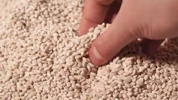 Parelmoer gerst op een stapel parelgerst. landbouwers hand food concept — Stockvideo