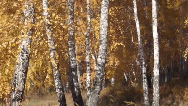 Autumn forest. Scenic autumn landscape. Panoramic view on yellow forest. Magic autumn atmosphere. — Stock Video