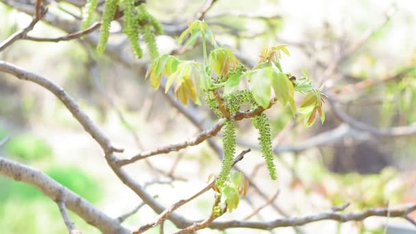 Diófa virágok tavasszal. Dióvirág virágzik a diófa ágon tavasszal. szelektív fókusz természetes háttér — Stock videók