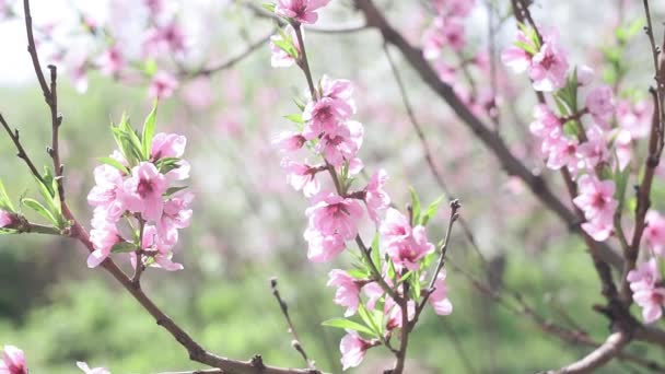 Roze perzik boom bloemen in het voorjaar close-up selectieve focus. het seizoen van de bloeiende bomen — Stockvideo