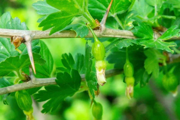 Arbusto Groselha Espinhosa Jovem Início Primavera Nos Ramos Muitos Pequenos — Fotografia de Stock