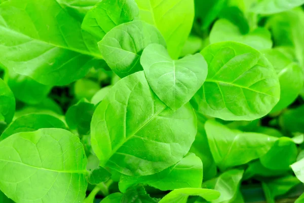 Tobacco Leaf Close Green Leaf Tobacco Growing Tobacco Plantation Field — Stock Photo, Image