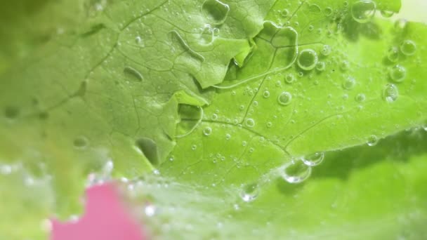 신선하게 젖은 푸른 양상추 잎에 물방울을 떨어뜨린다. 물 속에 있는 채소, 채식 식품 아래, 선택적 인 초점 — 비디오