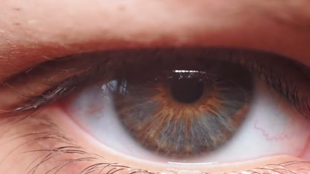 Macro close-up vrouw met grijs blauw oog. bewegende oogbal. Menselijk oog, wimper, ooglid, bruine iris, gezicht. Natuurlijke schoonheid. — Stockvideo