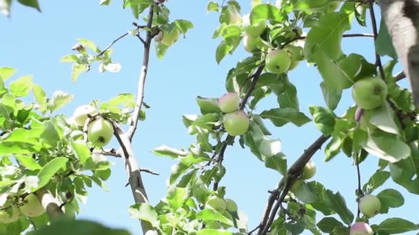 Manzanas maduras en ramas de árboles. Manzana jugosa en la rama del árbol . — Vídeos de Stock