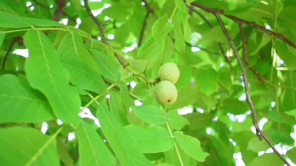 Nussbaum, frischer grüner Nussbaum, Nussbaum auf Baum. Baumnussanbau — Stockvideo
