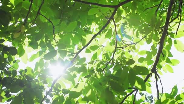 クルミの木、夏には緑の葉を通して明るい太陽の輝きの光線。夏と自然という概念は — ストック動画