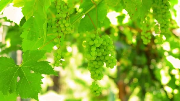 Viña de uvas maduras Otoño. Uvas maduras en la vid para hacer vino tinto o blanco. Campo Hermosos viñedos . — Vídeo de stock