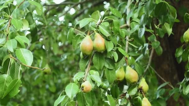 Crop of pears in the garden, ripe fruit hanging on the tree, pear closeup, green leaves, background — 비디오