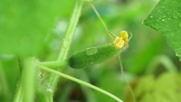 Young green cucumbers in greenhouse. Organic eating. Harvest time. Fresh organic vegetables concept. Vegan food — 비디오